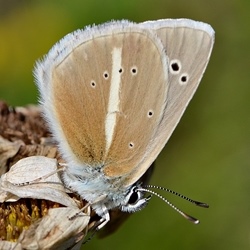 Polyommatus damon